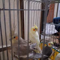 عروس هلندی|پرنده|فردیس, فردیس|دیوار