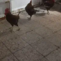 خروس ۳تا