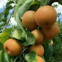 عرضه نهال گلابی پرتقالی (ناشی)ضمانتی