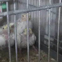 تعدادی عروس هلندی|پرنده|اصفهان, شاهد|دیوار