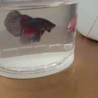 فایتر آماده تکثیر