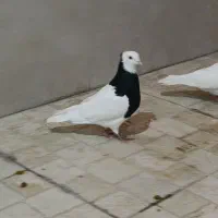 ک ب و ت ر طوقی