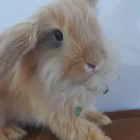 خرگوش‌های لوپ اصل هلندی|موش و خرگوش|اهواز, کوروش|دیوار