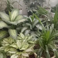 گل های فروشی