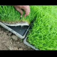 توم نشا برنج هاشمی