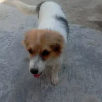 درمان سگ پا کوتاه