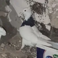 کفتر یا کبوتر