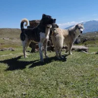 سگ سرابی|سگ|اردبیل, |دیوار
