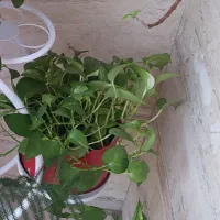 گیاه|گل و گیاه طبیعی|تهران, کوهک|دیوار