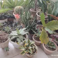 گل‌های آپارتمانی جهت فروش