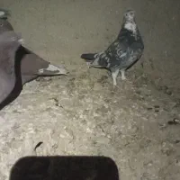 شازده سرور|پرنده|درگزین, |دیوار