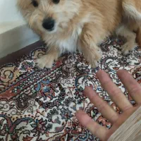 یک دارم واگذاری هستش پا کوتاه