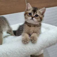 بچه گربه های ناز بریتیش و اسکاتیش|گربه|اهواز, زیباشهر|دیوار