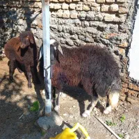 بره ماده توقلی|حیوانات مزرعه|آق قلا, |دیوار