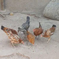 فروش جوجه محلی