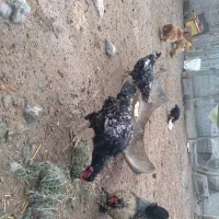 مرغ لاری با مرغ پاپر|حیوانات مزرعه|گمیشان, |دیوار