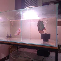 ماهی فلاور کامفا تایلندی وارداتی