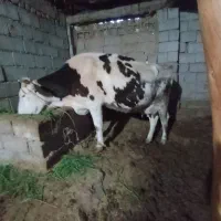گاو و گوساله سیمنتال و جوانه ماده