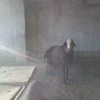 فروش قوچ شال|حیوانات مزرعه|داران, |دیوار