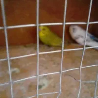 مرغ عشق معاوضه