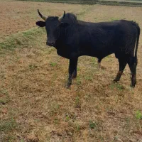 ورزا چالوسی