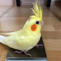 جوجه عروس لوتینو زعفرونی چلوندنی