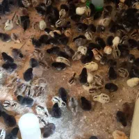 جوجه محلی فروش فوری|حیوانات مزرعه|امیدیه, |دیوار