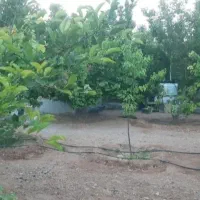 فروش فوری باغ۱۰۰۰ متری زردآلو|فروش دفتر صنعتی، کشاورزی، تجاری|آباده, |دیوار