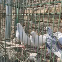 کفتر شمرونی اخمو