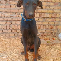 سگ دوبرمن نر اروپایی شش ماهه