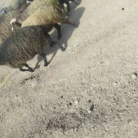 فروش 4عدد میشو بره|حیوانات مزرعه|ارسنجان, |دیوار