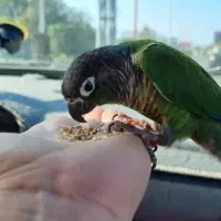 جوجه گرینجیک معاوضه|پرنده|باقرشهر, |دیوار