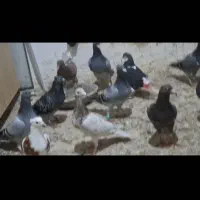 پرنده