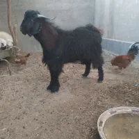 کهره نر|حیوانات مزرعه|زابل, |دیوار