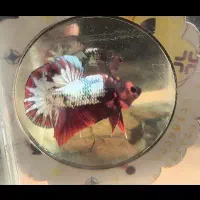 ماهی فایتر پلاکت|ماهی|تهران, افسریه شمالی|دیوار