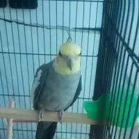عروس هلندی گمشده