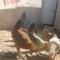 تعدادی مرغ و خروس رسمی اصل|حیوانات مزرعه|قم, شهرک امام حسین|دیوار