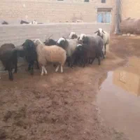 بره نر شالی چاق