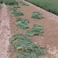بیده یونجه سبسک