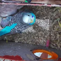 دو جفت مرغ عشق یه جفت با جوجه یه جفت بدون جوجه