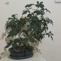 بونسای شفلرا