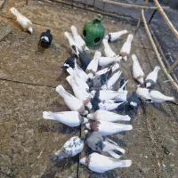 تعدادی کبوتر