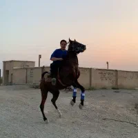 اسب سیلمی
