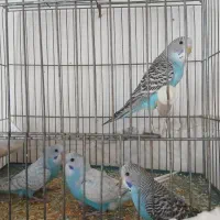 مرغ عشق انگلیسی و معمولی
