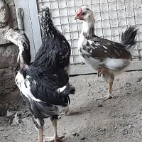 جوجه مرغ وخروس