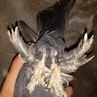 کبوتر|پرنده|تبریز, |دیوار