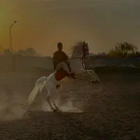 فروش مو اسب