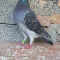 کبوتر مسافتی|پرنده|گنبد کاووس, |دیوار