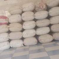 نخود