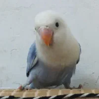 گمشده